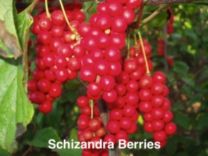 schizandra_berries