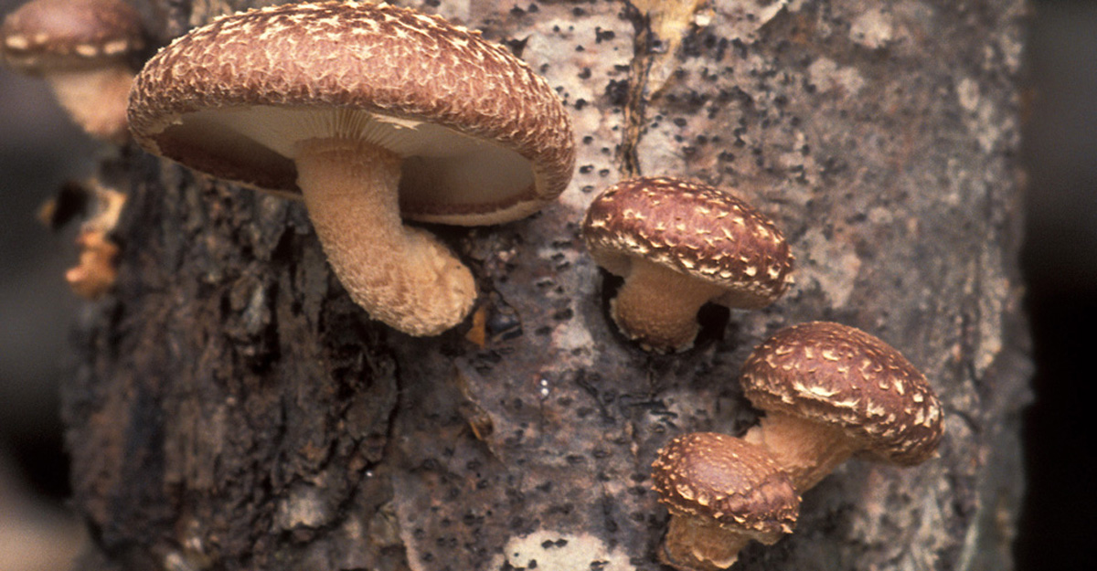 mushroom-power-MEDICINAL-MUSHROOMS-articles-1200w