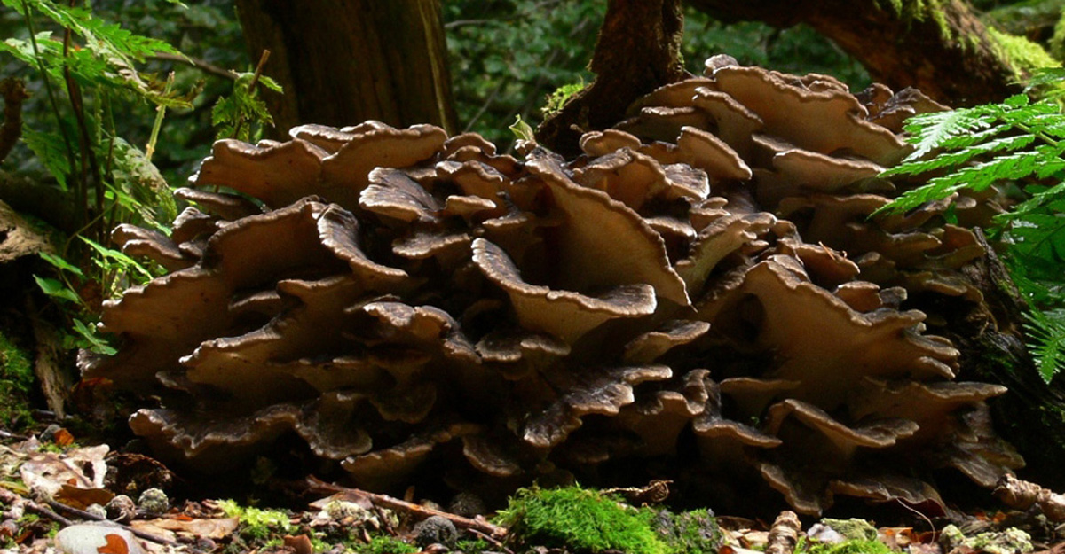 mushroom-worlds-gift-MEDICINAL-MUSHROOMS-articles-1200w