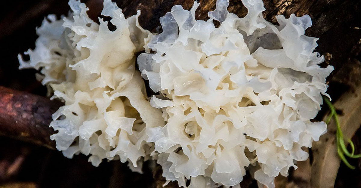 mushrooms-feminine-side-articles-1200w